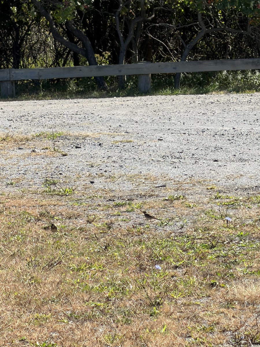 American Pipit - ML643651258