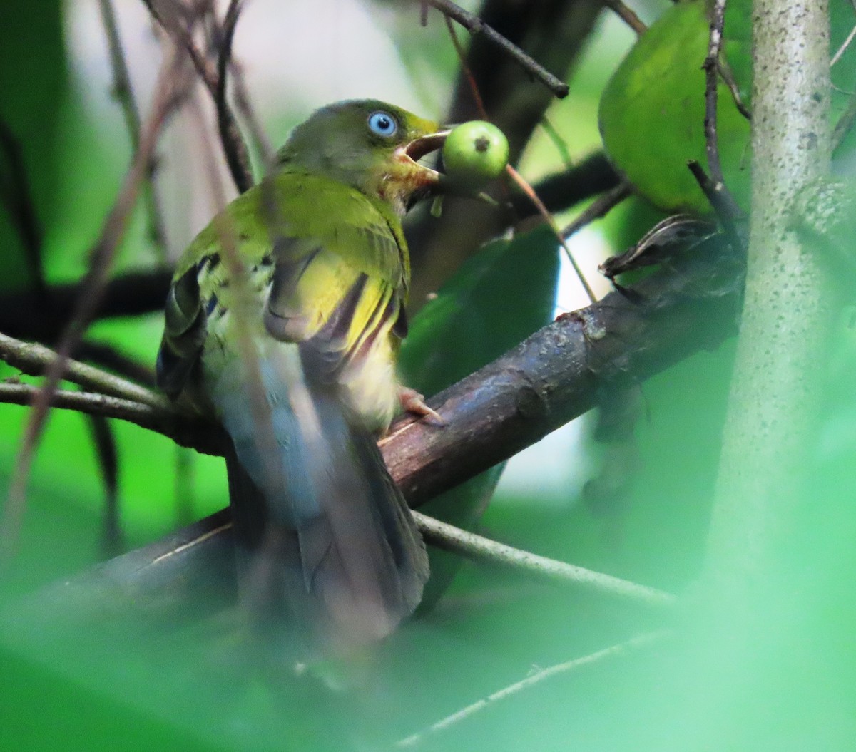 Gray-headed Bulbul - ML643651261