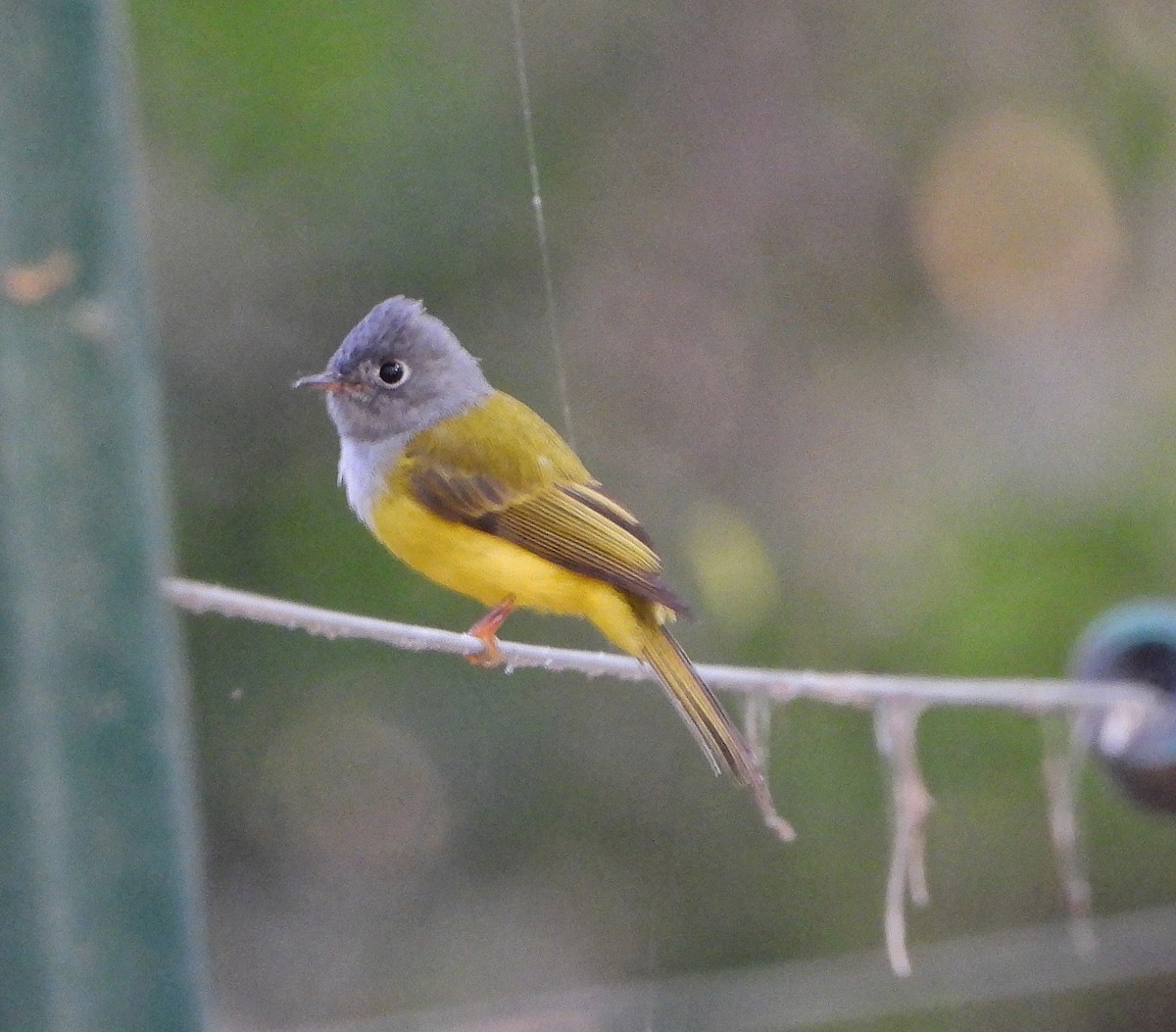 Gray-headed Canary-Flycatcher - ML643651284