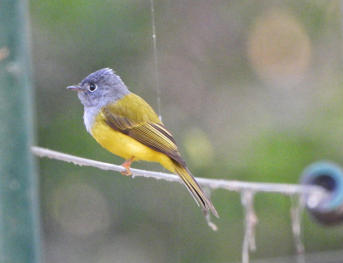 Gray-headed Canary-Flycatcher - ML643651285