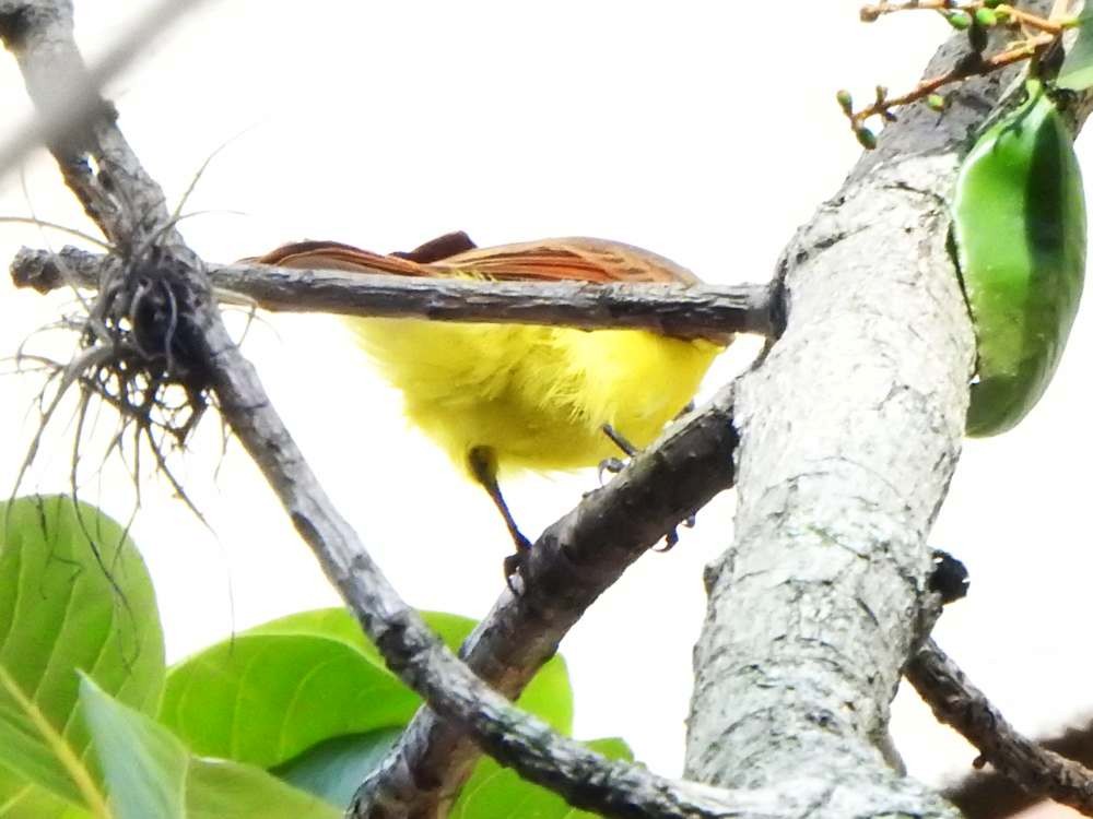 Rusty-margined Flycatcher - ML643651293