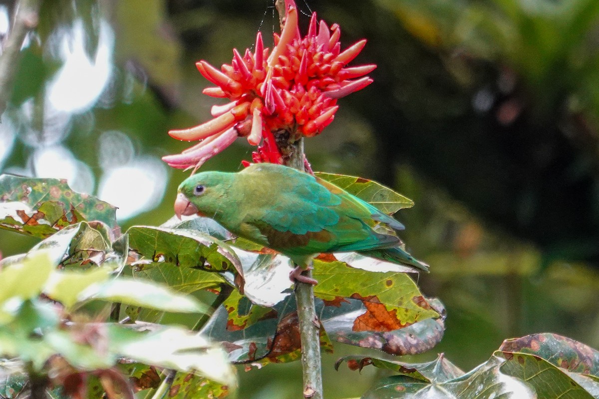 Orange-chinned Parakeet - ML643651332