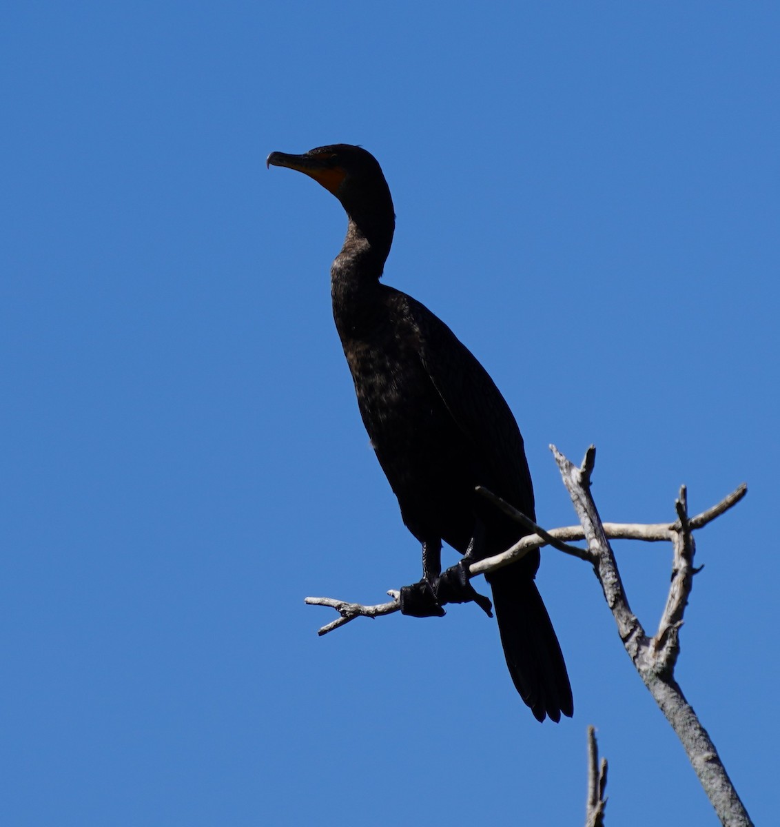 kormorán ušatý - ML643651377