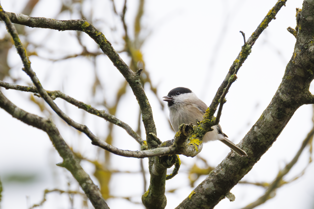 Marsh Tit - ML643651380
