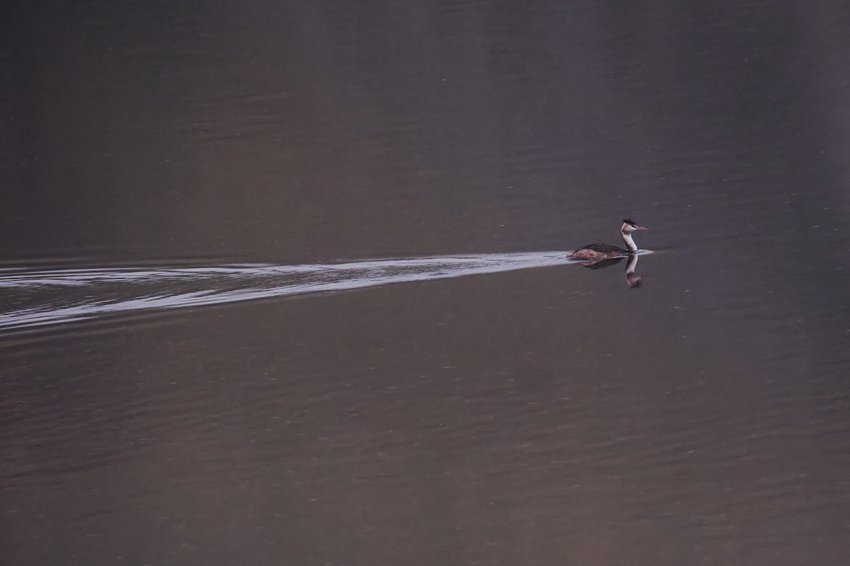 冠鸊鷉 - ML643651393