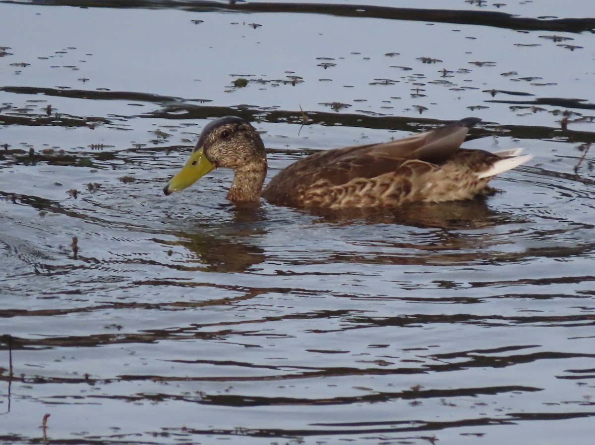 Mallard - ML643651397