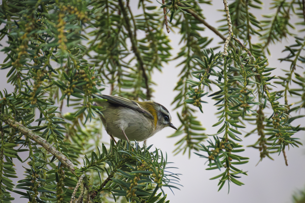 Common Firecrest - ML643651400