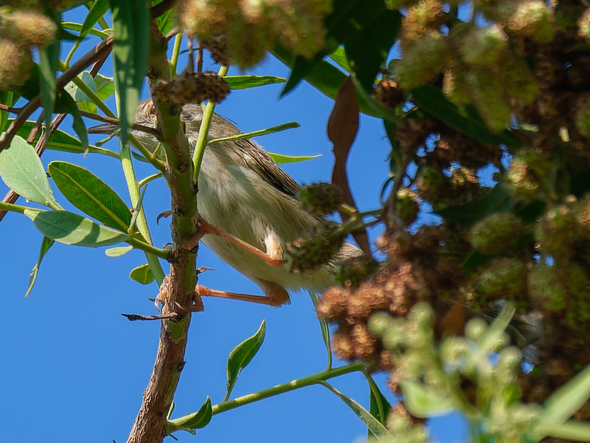 Delicate Prinia - ML643651411