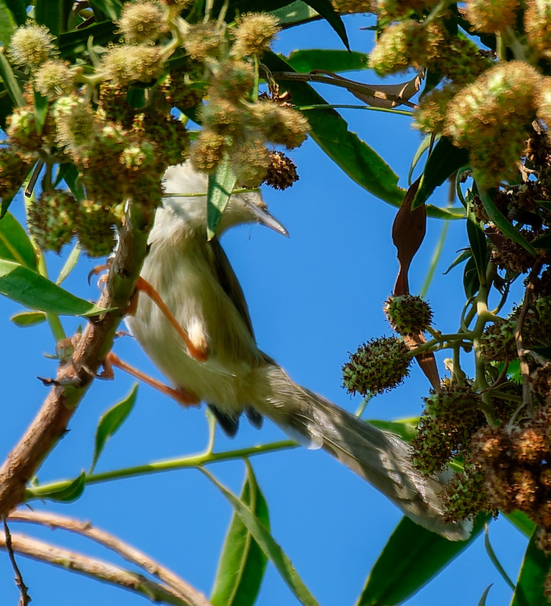 Delicate Prinia - ML643651412