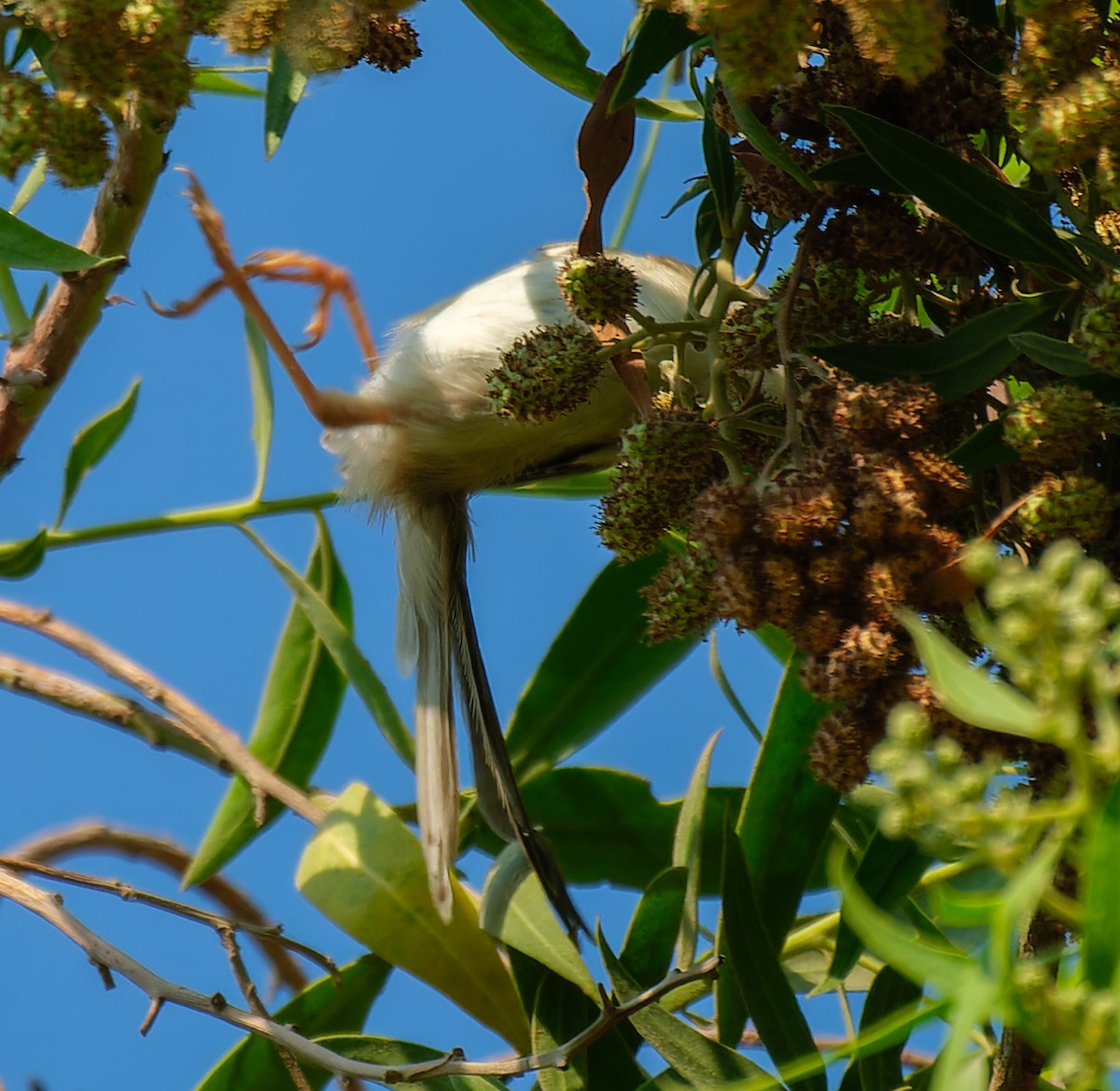 Delicate Prinia - ML643651413