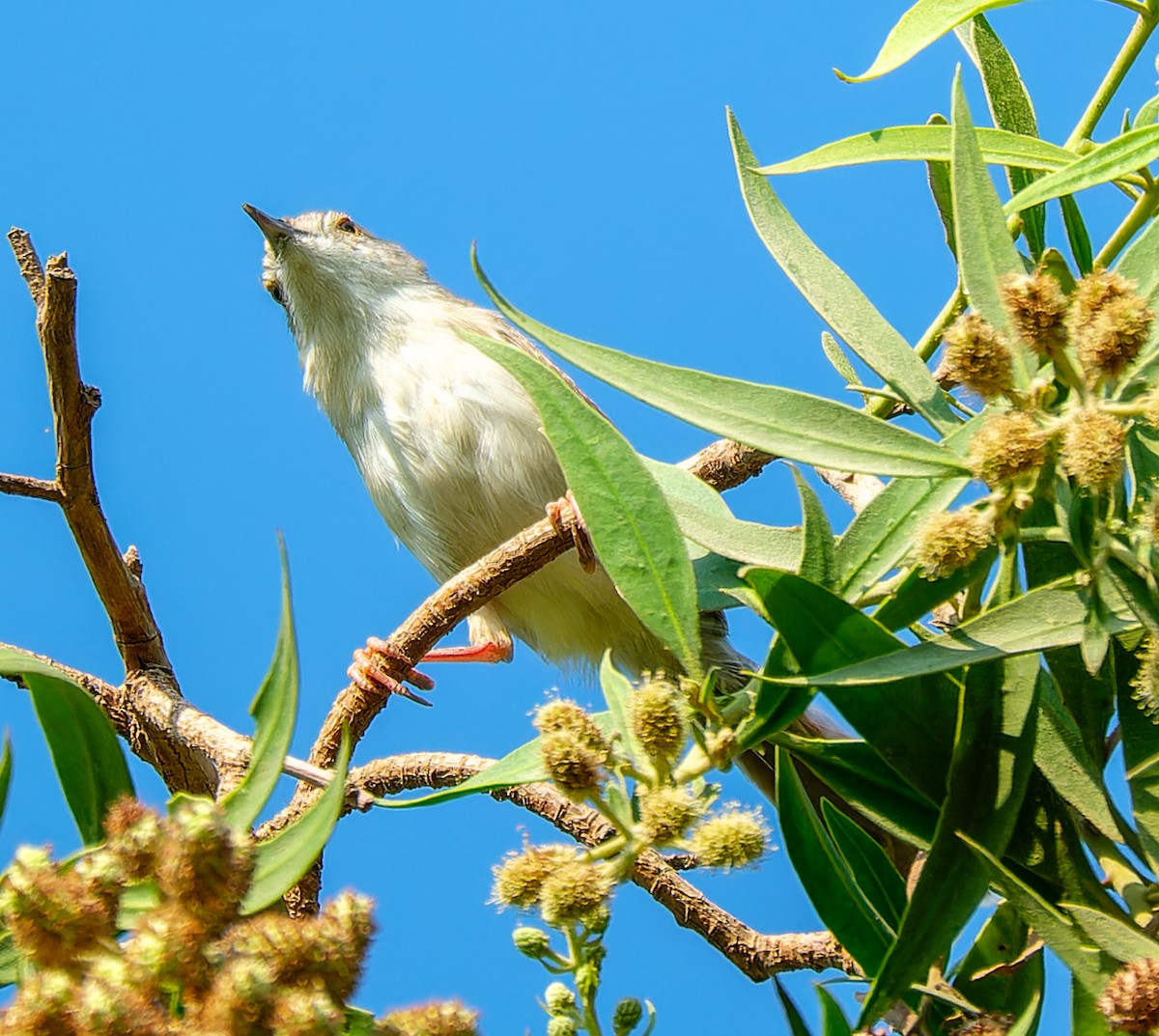 Delicate Prinia - ML643651414