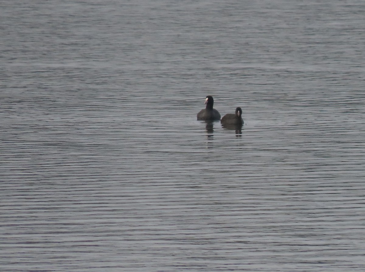 Eurasian Coot - ML643651415