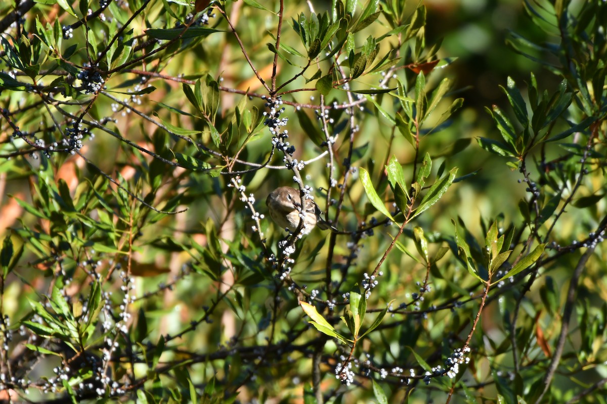 myrteparula - ML643651419