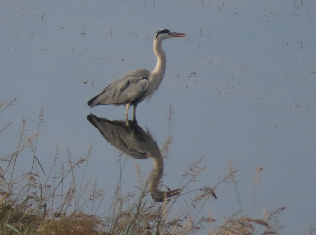 Gray Heron - ML643651428