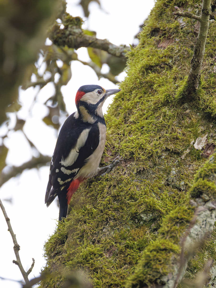 Great Spotted Woodpecker - ML643651432