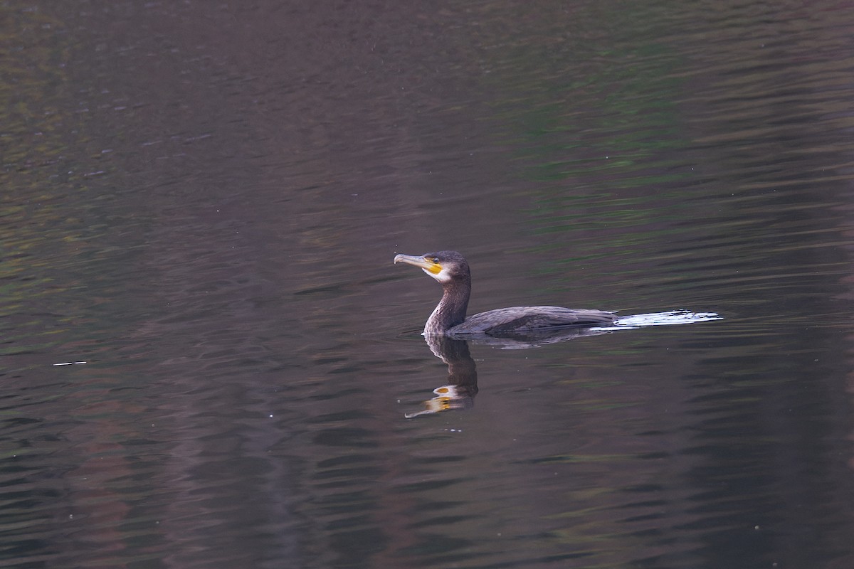 鸕鷀 - ML643651435