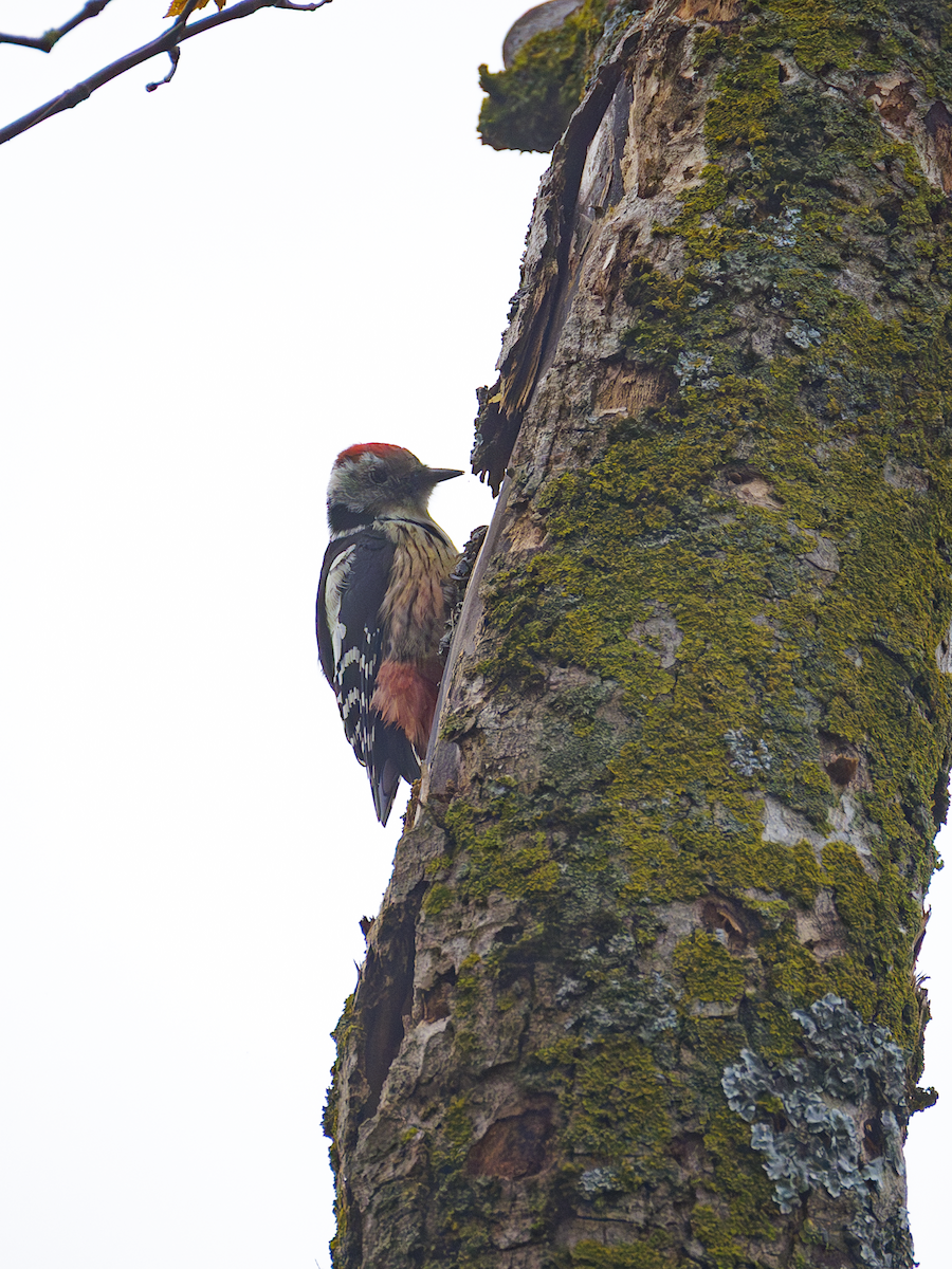 Middle Spotted Woodpecker - ML643651438