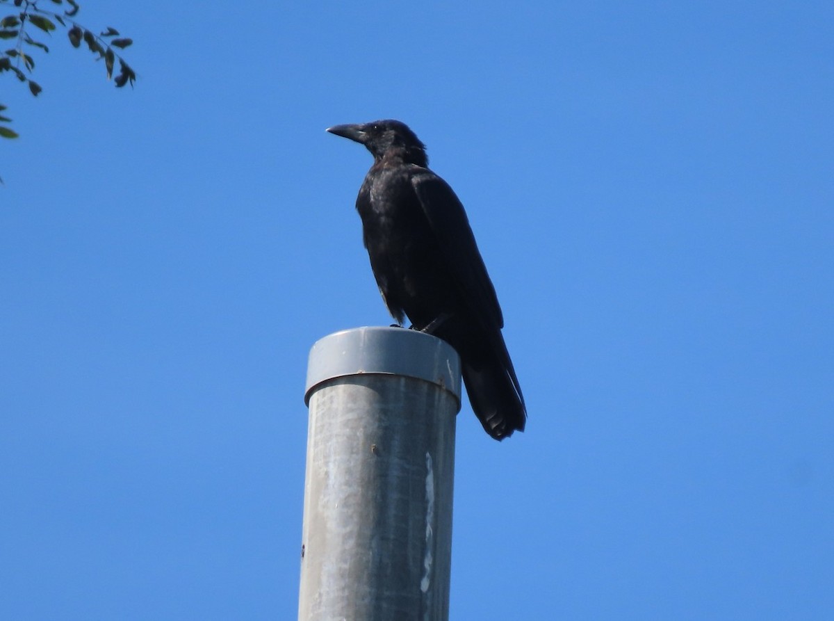 Carrion Crow - ML643651442