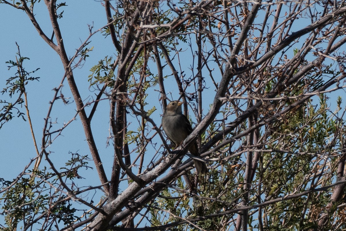 White-crowned Sparrow - ML643651449