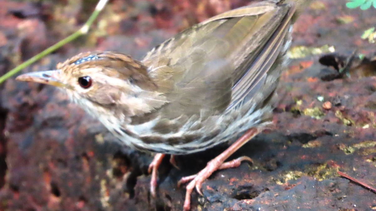 Puff-throated Babbler - ML643651476