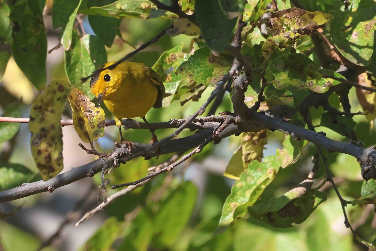 Wilson's Warbler - ML643651477