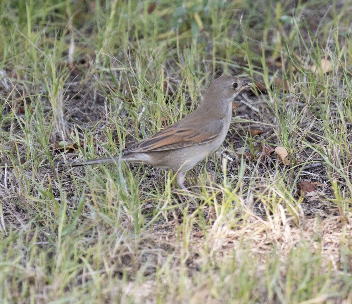 סבכי קוצים - ML643651485