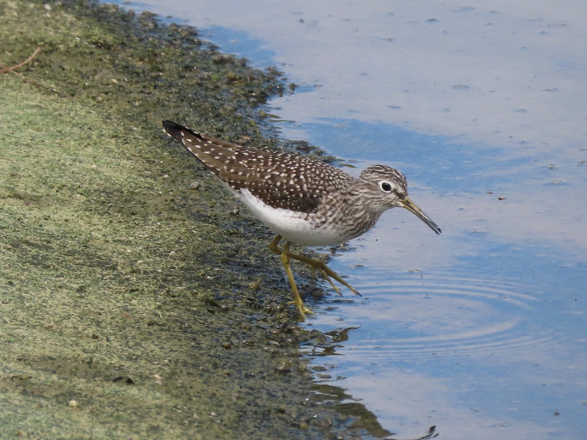 Solitary Sandpiper - ML643651490