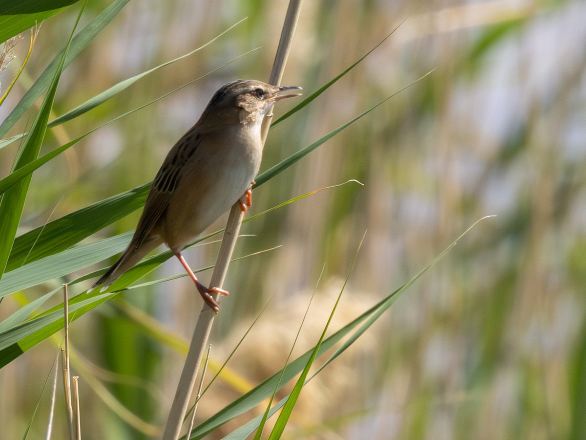 シベリアセンニュウ - ML643651491