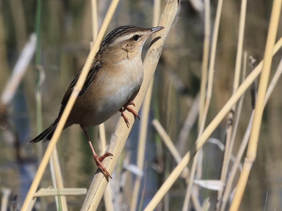 シベリアセンニュウ - ML643651493