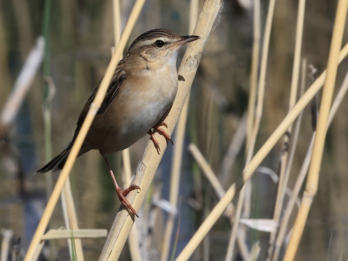 シベリアセンニュウ - ML643651494