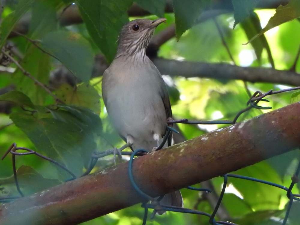 Pale-breasted Thrush - ML643651530