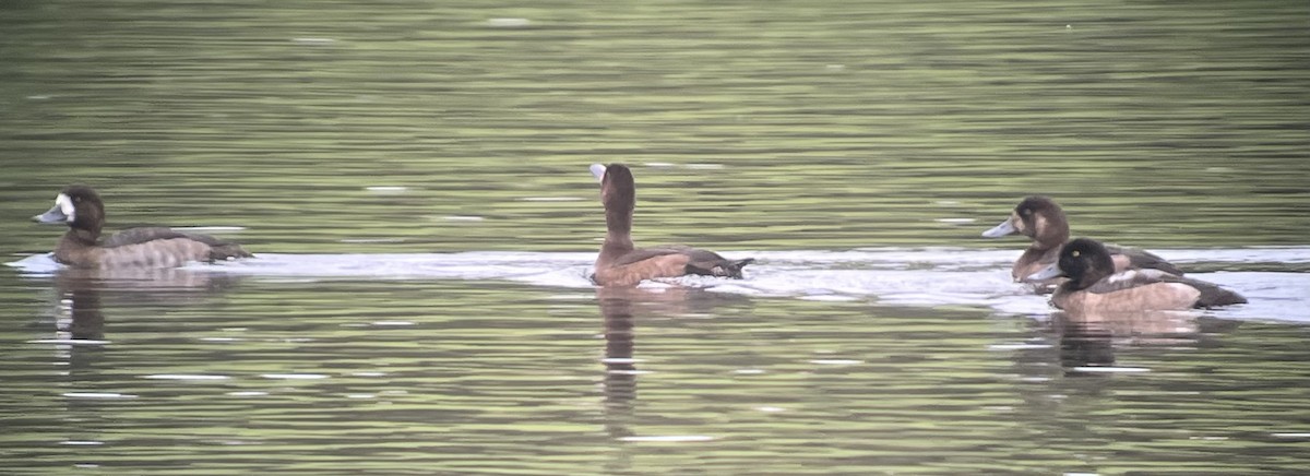 Greater Scaup - ML643651554