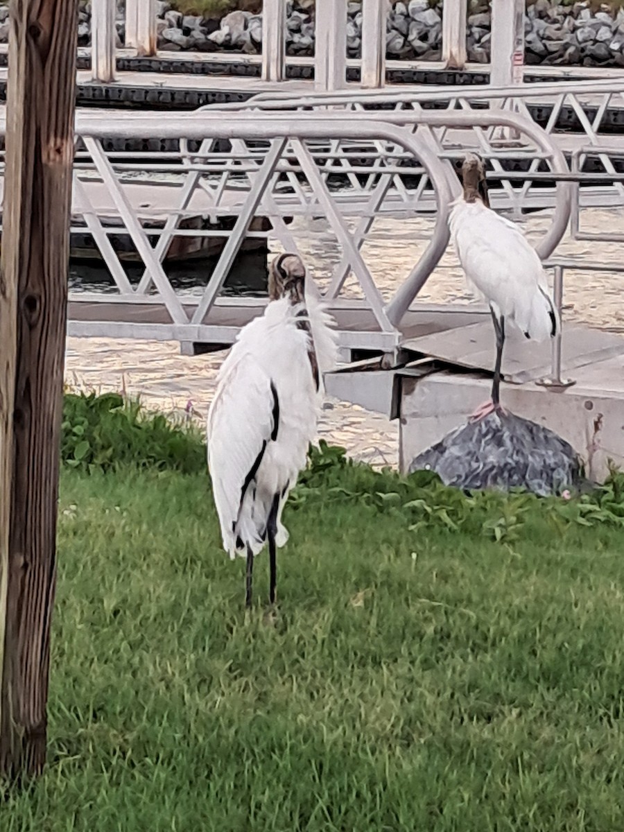 Wood Stork - ML643651569