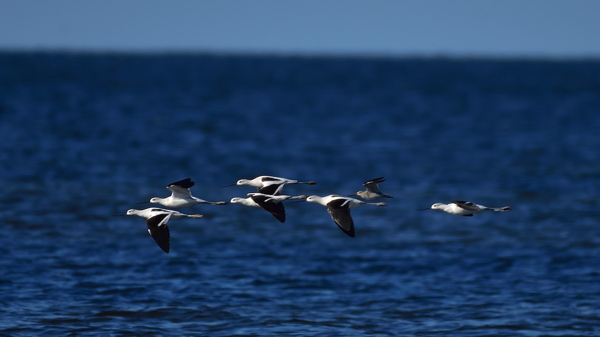 American Avocet - ML643651584