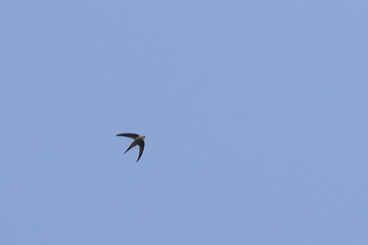 Asian Palm Swift - ML643651595