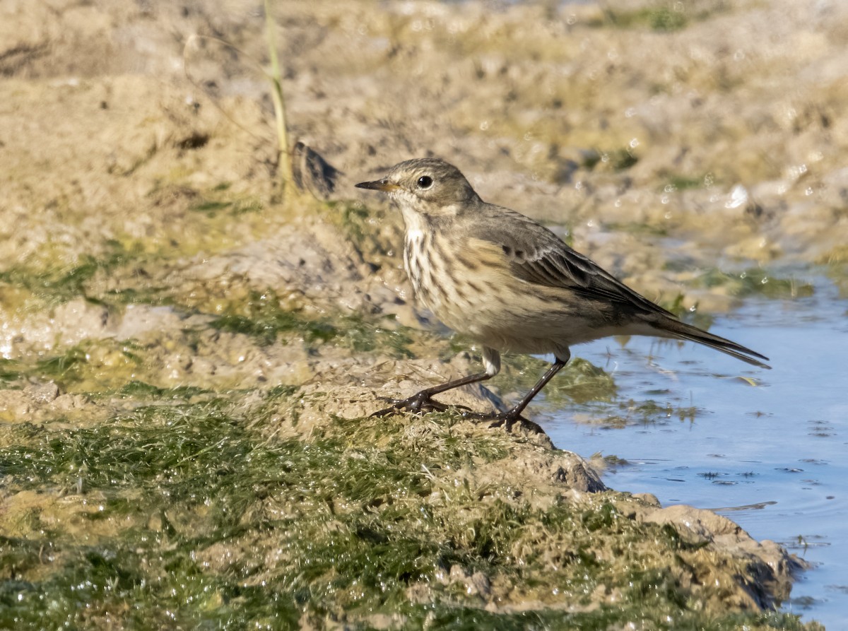 American Pipit - ML643651613