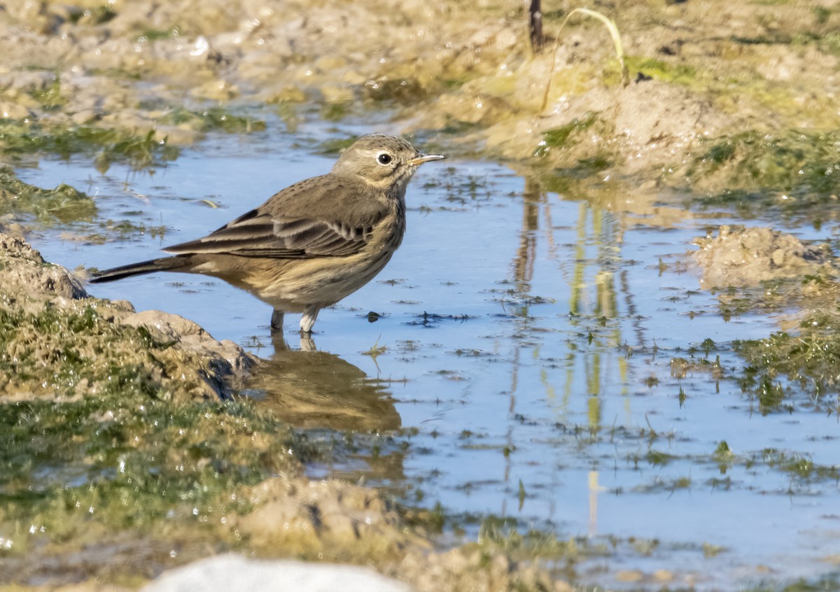 American Pipit - ML643651625