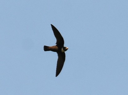 White-collared Swift - ML643651628