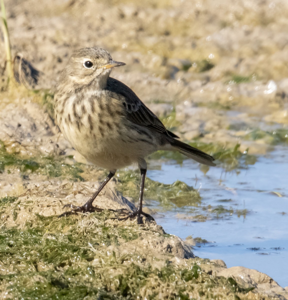 American Pipit - ML643651633