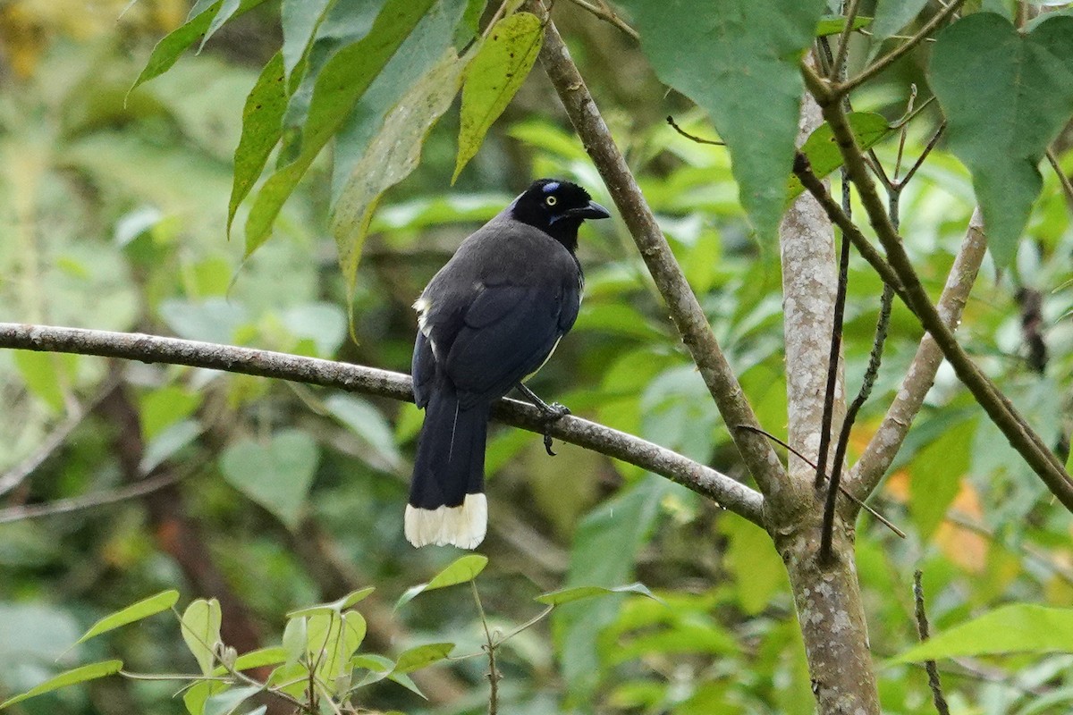 Black-chested Jay - ML643651638