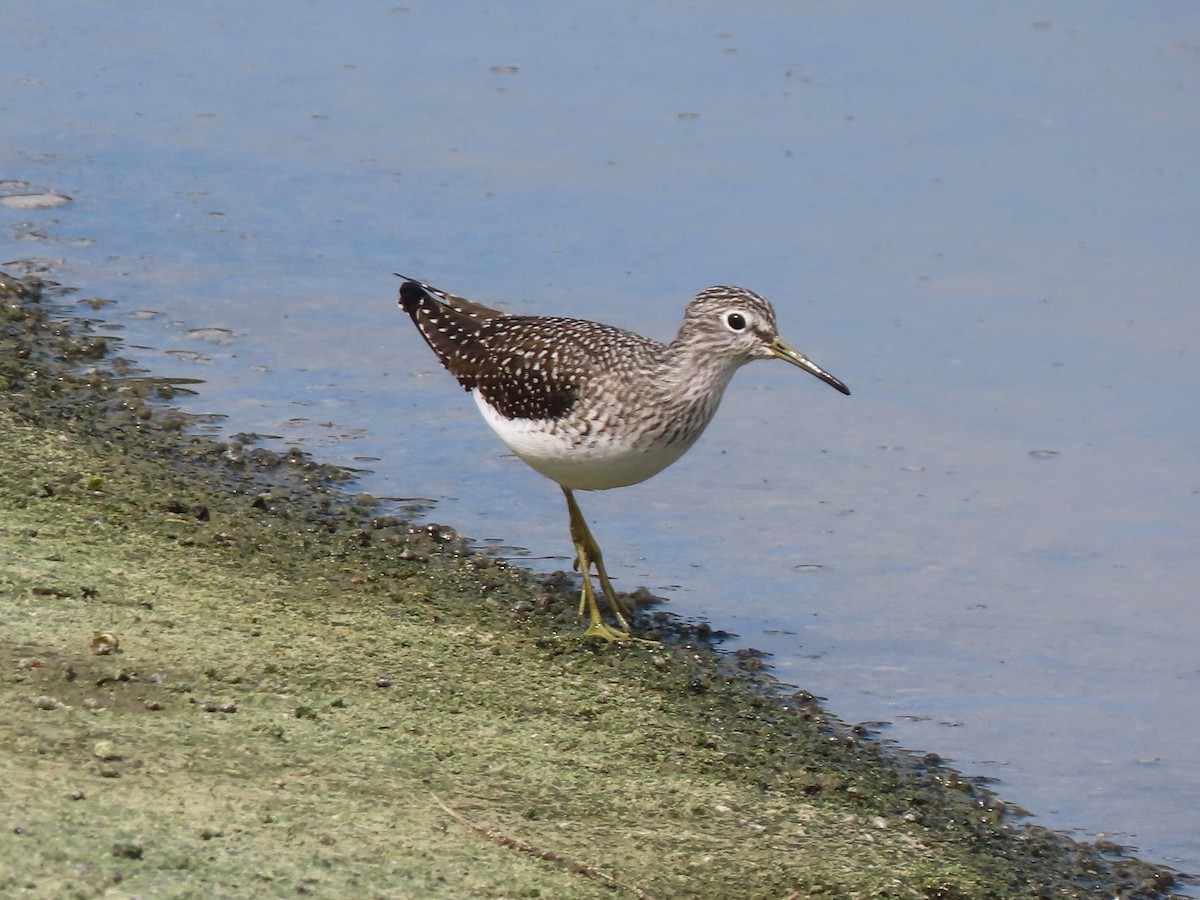 Solitary Sandpiper - ML643651649