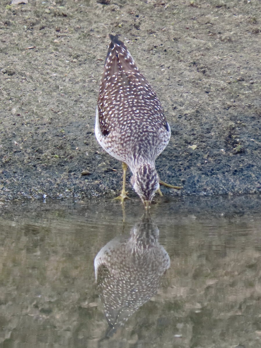 Solitary Sandpiper - ML643651650