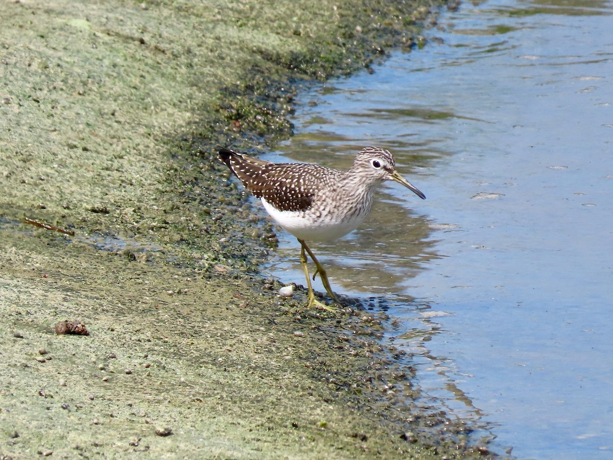 Solitary Sandpiper - ML643651651