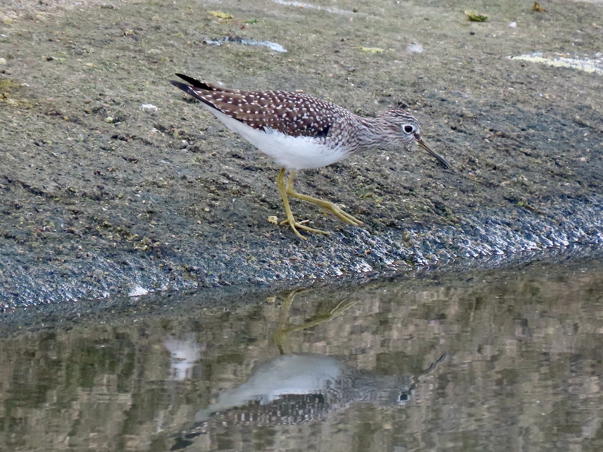 Solitary Sandpiper - ML643651652
