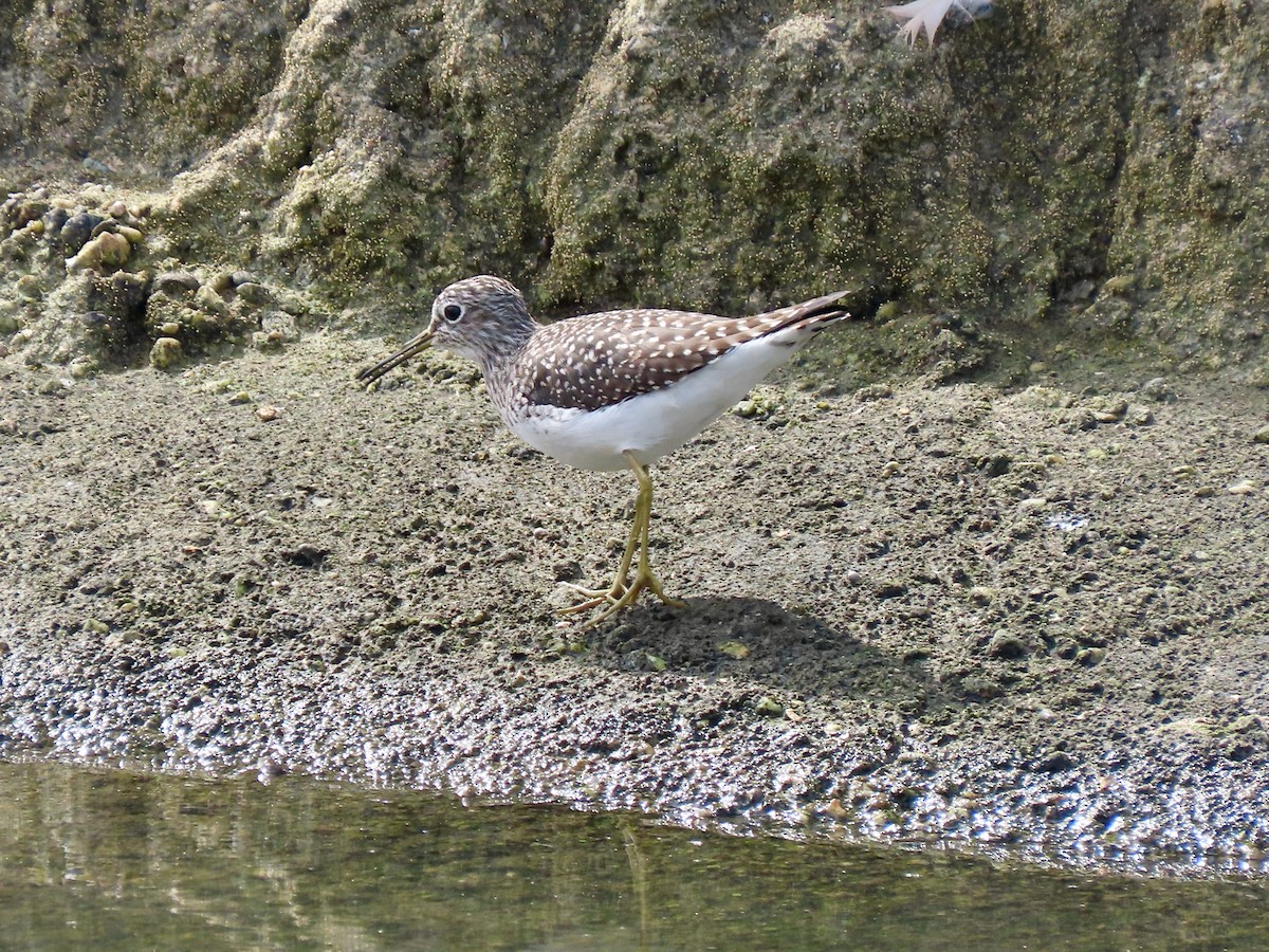 Solitary Sandpiper - ML643651653