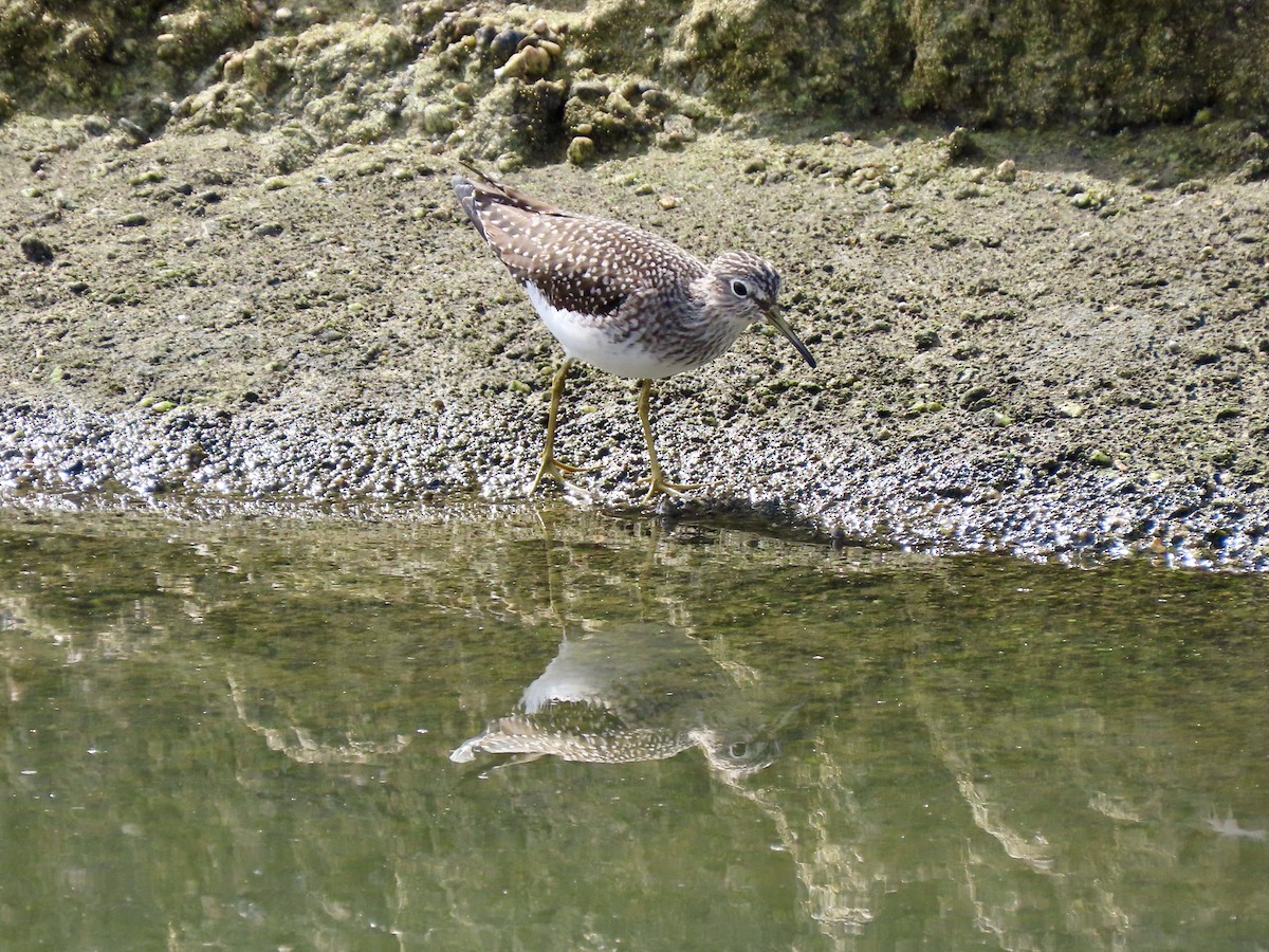 Solitary Sandpiper - ML643651654
