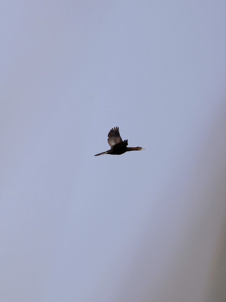Pygmy Cormorant - ML643651687