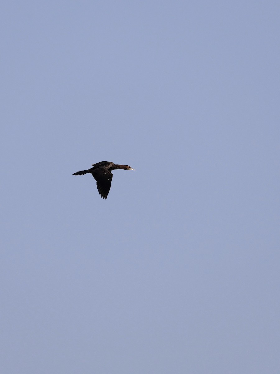 Pygmy Cormorant - ML643651688