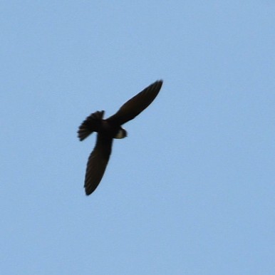 White-collared Swift - ML643651690