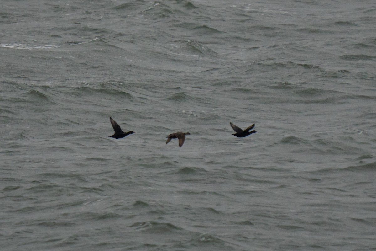 Common Scoter - ML643651710